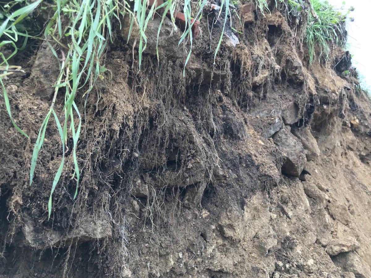 Encore une preuve que ce sont bien les plantes vivantes qui font elles-mêmes un sol fertile !! #acs #sd #sdsc #notill