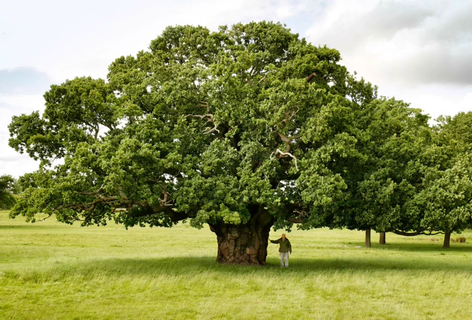 Sir David Attenborough stood next to a large oak tree.
