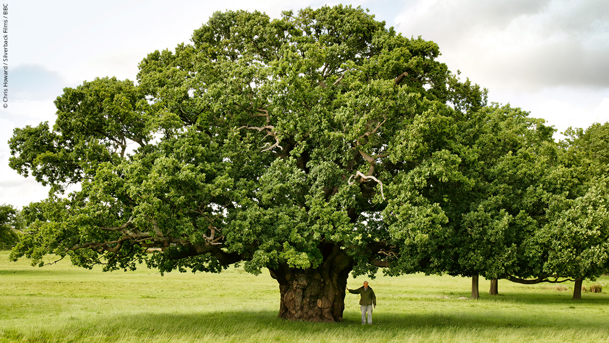 Since Sir #DavidAttenborough was born, we’ve lost almost half of our ancient woodland, and the UK is now one of the least forested parts of Europe. 🌳💔 #WildIsles <a href="/BBCiPlayer/">BBC iPlayer</a> 

#AnicentOaks are known to support around 2,300 other species, and we must protect what remains. 👇