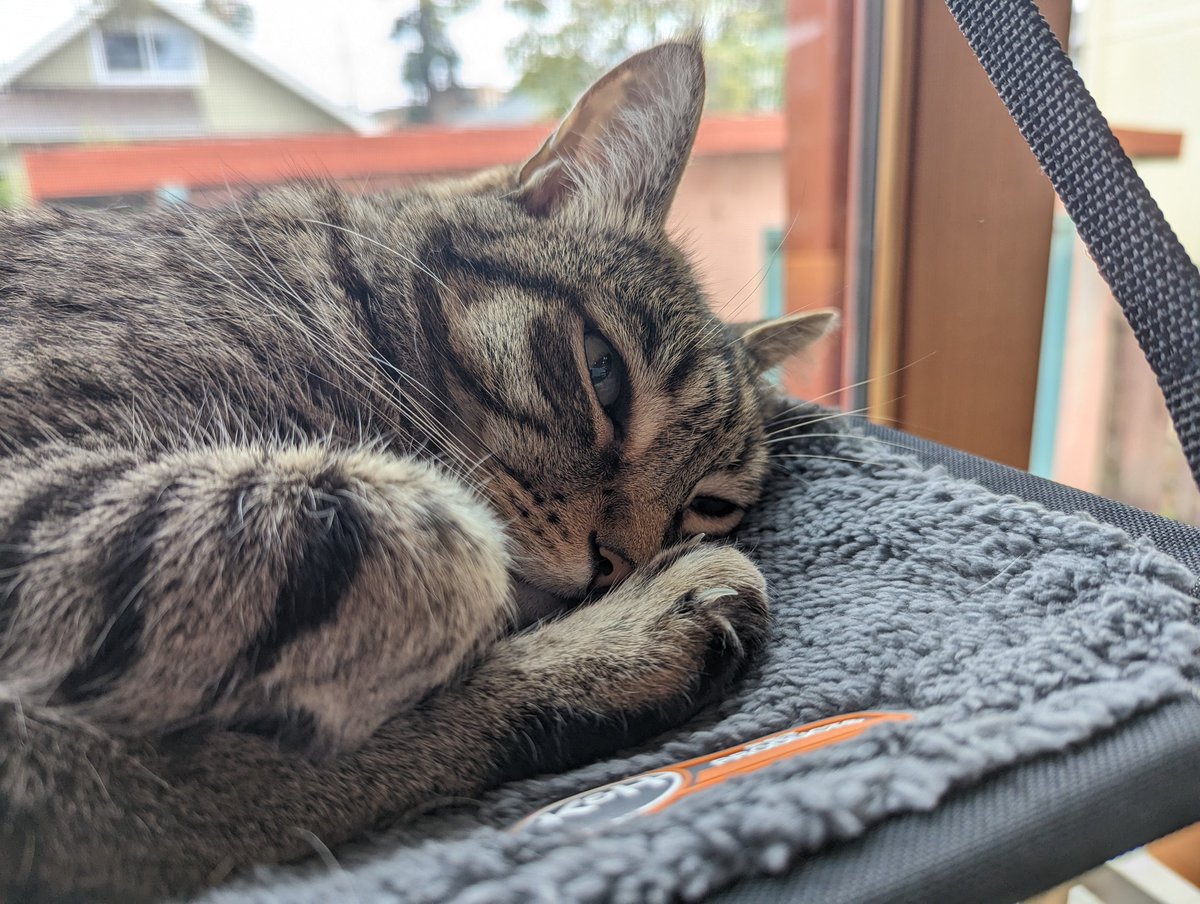 pico cat tweet media