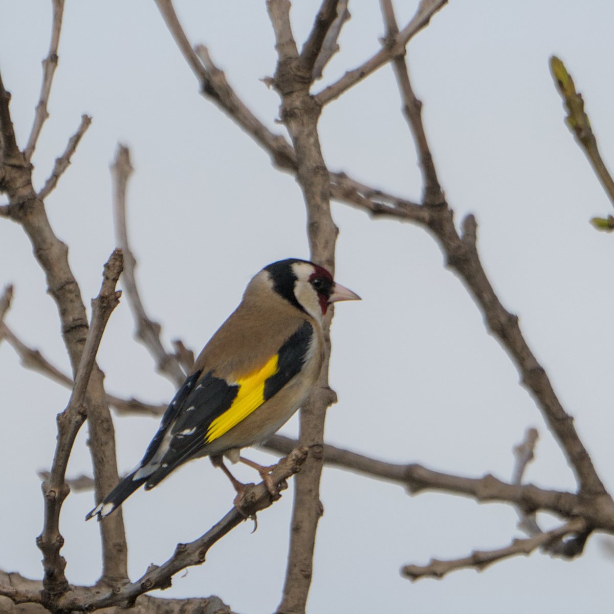 AegonV's tweet photo. Cadernera | Jilguero
#Carduelis_carduelis #Cadernera #Jilguero #EuropeanGoldfinch
#Nikon #amateurphotography #birding #birdingphotography
#natura #nature #naturaleza #Birds #Ocells #Aves #tamron #birdingcatalunya https://t.co/zvNvpfhyIp
