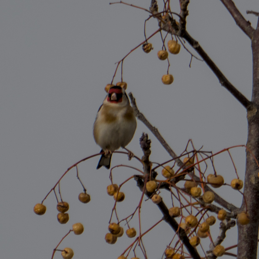 AegonV's tweet photo. Cadernera | Jilguero
#Carduelis_carduelis #Cadernera #Jilguero #EuropeanGoldfinch
#Nikon #amateurphotography #birding #birdingphotography
#natura #nature #naturaleza #Birds #Ocells #Aves #tamron #birdingcatalunya https://t.co/zvNvpfhyIp