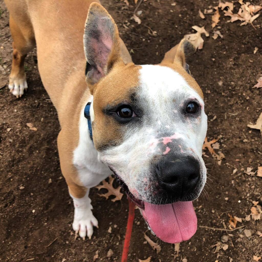 fotnhas's tweet photo. Happy Sunday from adoptable Telly! This handsome pup is three years old and oh-so-sweet. #Telly will make a wonderful and loving #furbaby. #adoptme #tellythedog #newhavenanimalshelter #thatearthough https://t.co/b6wTSI8j2T https://t.co/VkgRLgI7j4