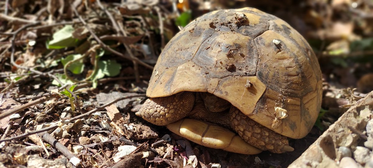 Tortoises waking up @AlbanianTrip office garden. Spring is in Tirana, big time! #albaniantrip #touroperator #albania #sustainabletravel