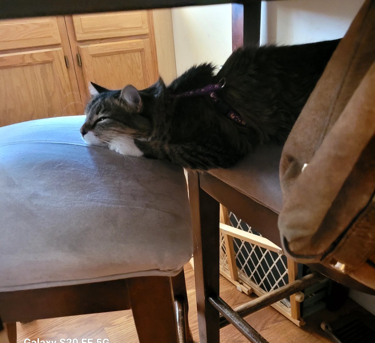 lynnslagle42's tweet photo. I couldn't find Harriet. I went to kitchen to get a drink and happened to look down ๐คฃ๐คฃ #edgarsfamily #edgarssissy #littlemisspoofyhead #spoiledbrat #mommasgirl #hidenseekchamp #cattingtherightway #sneakynapspot #sillygirl #youcantfindmemom #chairshark #napsareforever https://t.co/aygrX7ysBD