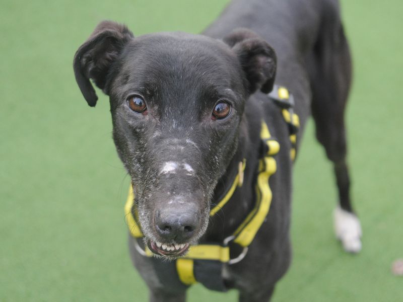 AdoptionsUk's tweet photo. Please retweet to help Walker find a home #CANTERBURY #UK 

Bouncy Lurcher aged 3. He can live with children aged 14+ and with another playful dog 🐶
He needs all basic training including housetraining 
Please share black dogs get overlooked 💔

DETAILS 👇
https://t.co/BNrqmWjZTp https://t.co/XY4vVmyoCE