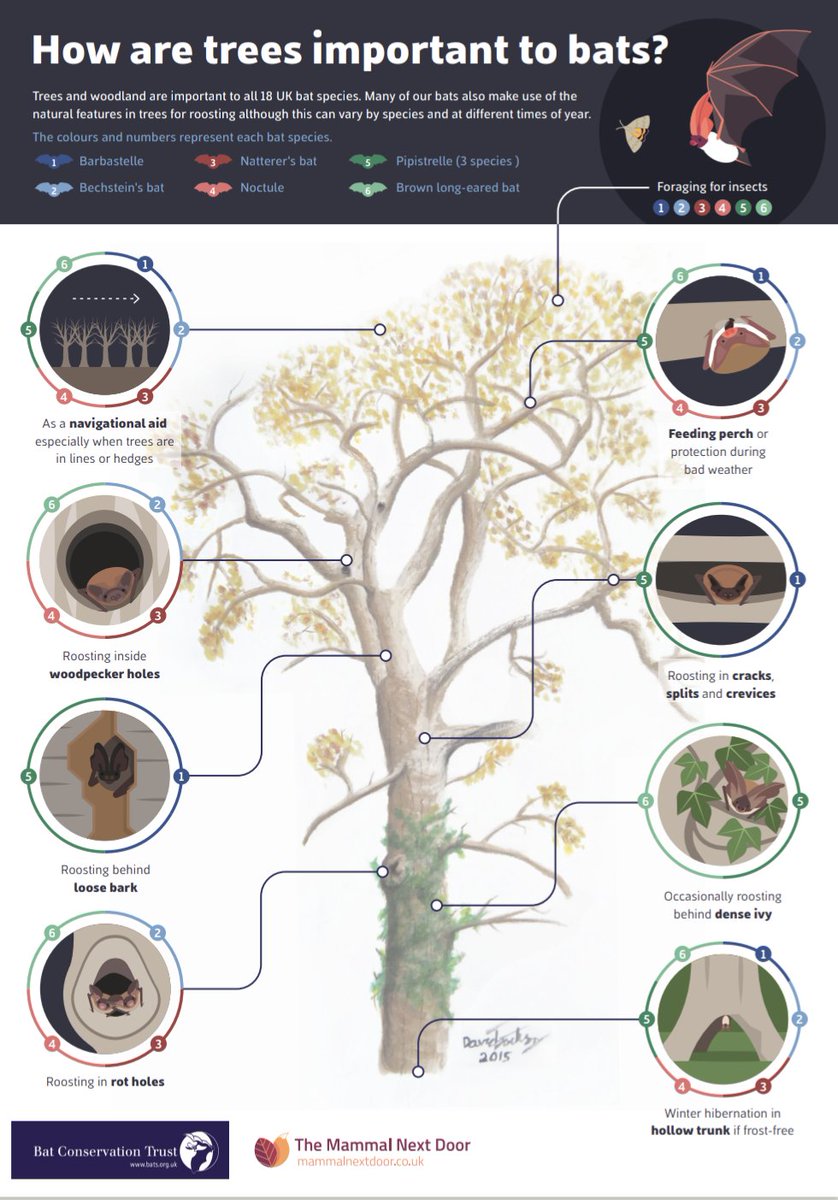 #Woodland episode of #WildIsles on <a href="/BBCOne/">BBC One</a>. Download our free poster, developed with <a href="/MammalNextDoor/">Mammal Next Door</a>, to find out all the different ways that #trees are important to #bats bats.org.uk/about-bats/whe…