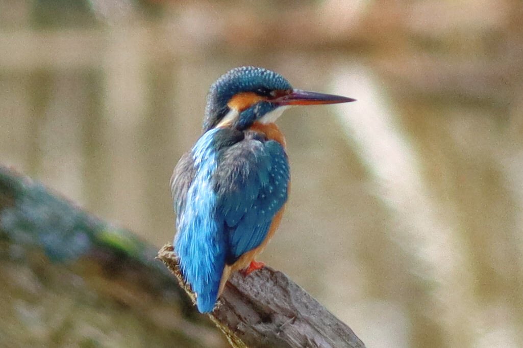 Kingfishers put on an amazing show <a href="/slimbridge_wild/">Slimbridge Sightings</a> yesterday. Spent a very happy hour watching the pair prospecting the nest hole and the male passing fish to the female. Awesome!