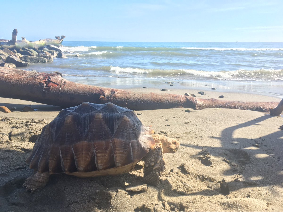 solomonstre's tweet photo. I have sad news today. Gordon, the original Docker mascot, has passed away this week, after inhaling smoke in a forest fire last year.
A special ❤️ to https://t.co/En4ZPU7qzu, consider donating! And to Gordon's most loyal friend, @spanoplos.

Let me tell you the story of Gordon... 🧵