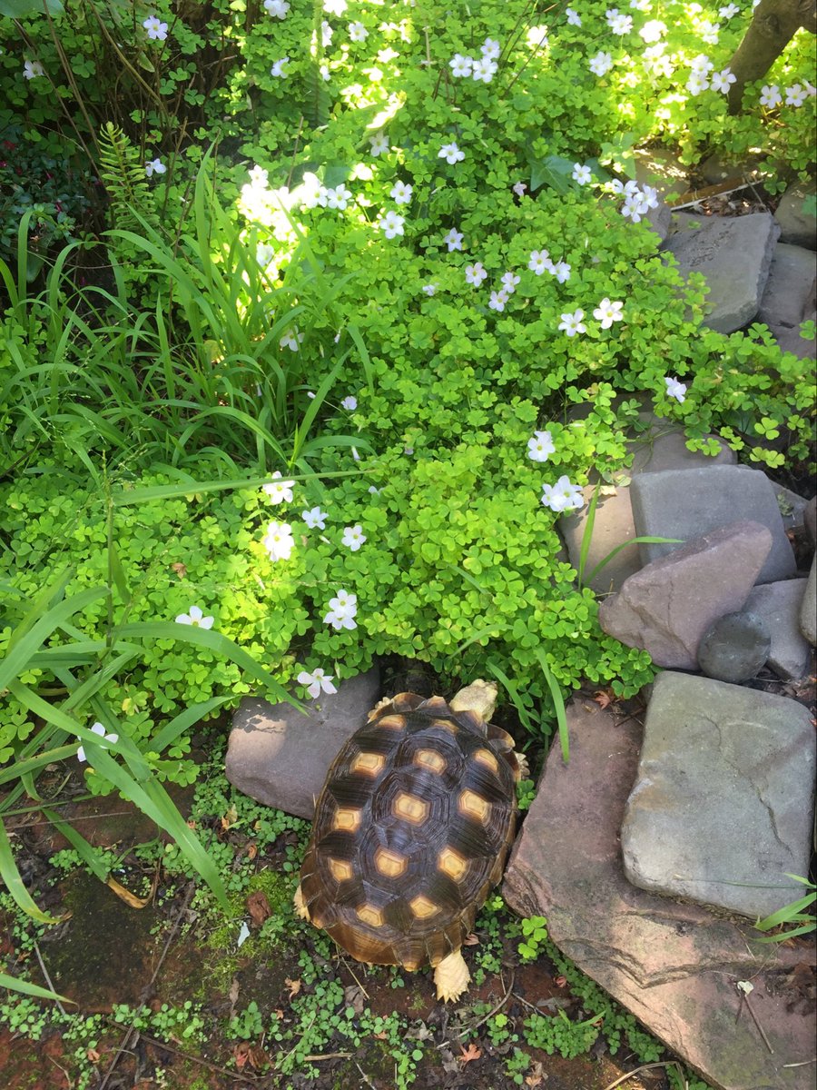 solomonstre's tweet photo. I have sad news today. Gordon, the original Docker mascot, has passed away this week, after inhaling smoke in a forest fire last year.
A special ❤️ to https://t.co/En4ZPU7qzu, consider donating! And to Gordon's most loyal friend, @spanoplos.

Let me tell you the story of Gordon... 🧵