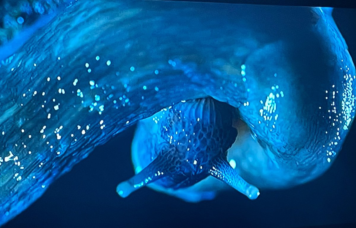 Dr Erica McAlister tweet media