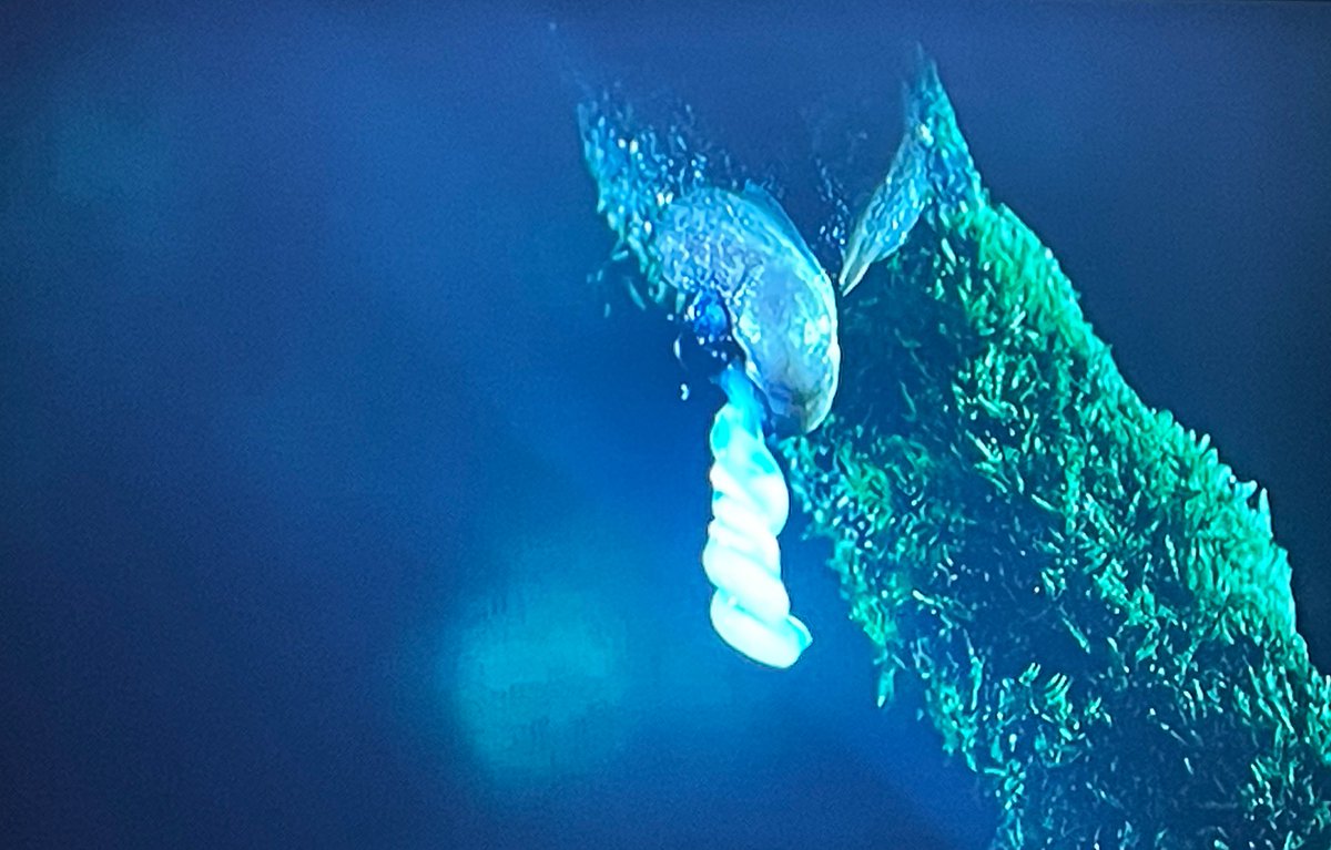 Dr Erica McAlister tweet media