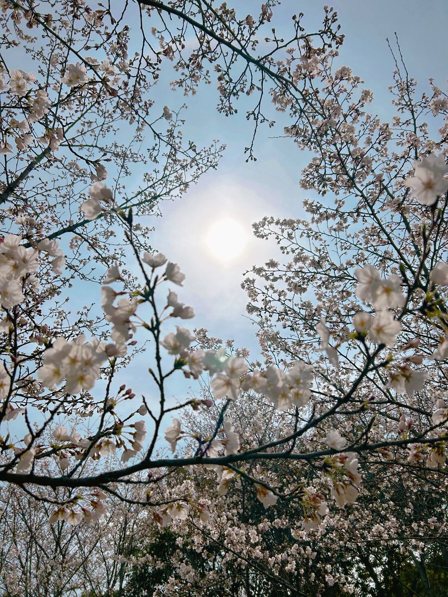 In spring, cherry blossoms bloom.