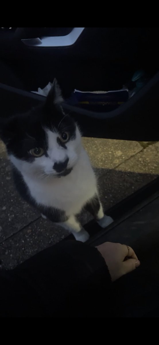 jlehbr's tweet image. Mon chat a disparu si jamais vous l’apercevez, merci de mon contacter. Secteur BÉNING-LES-SAINT-AVOLD 57800