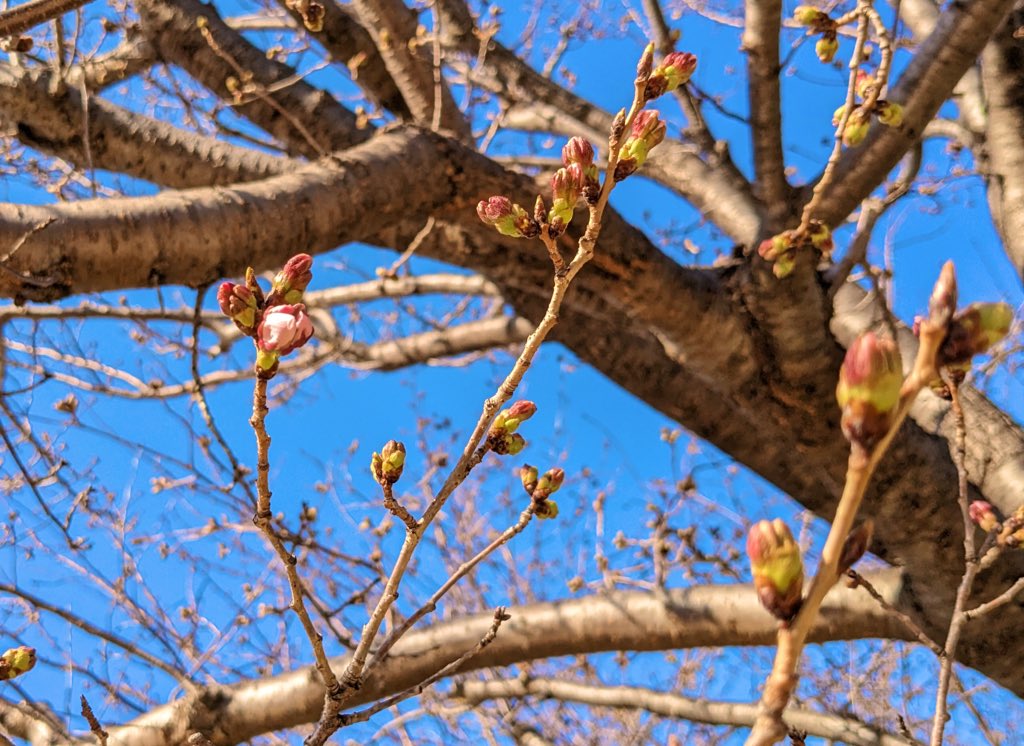 おはようございます。たつの市は晴れ☀️
桜ももうすぐ咲きそう！🌸

今週もよろしくお願いいたします！

#企業公式が毎朝地元の天気を言い合う
#企業公式春のフォロー祭り
#企業公式相互フォロー