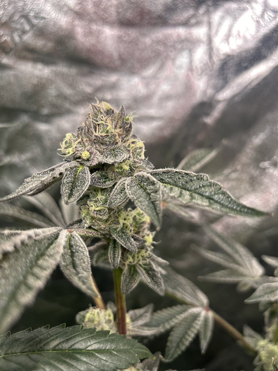 Check out the ppif growing under mars hydro fce 4600 using emerald harvest nutrients. This plant has been on point since day one I cannot wait to finally try it! With terpenes of peanut oil, nutty, and earthy it’s definitely an interesting flower on the nose. 🤙
