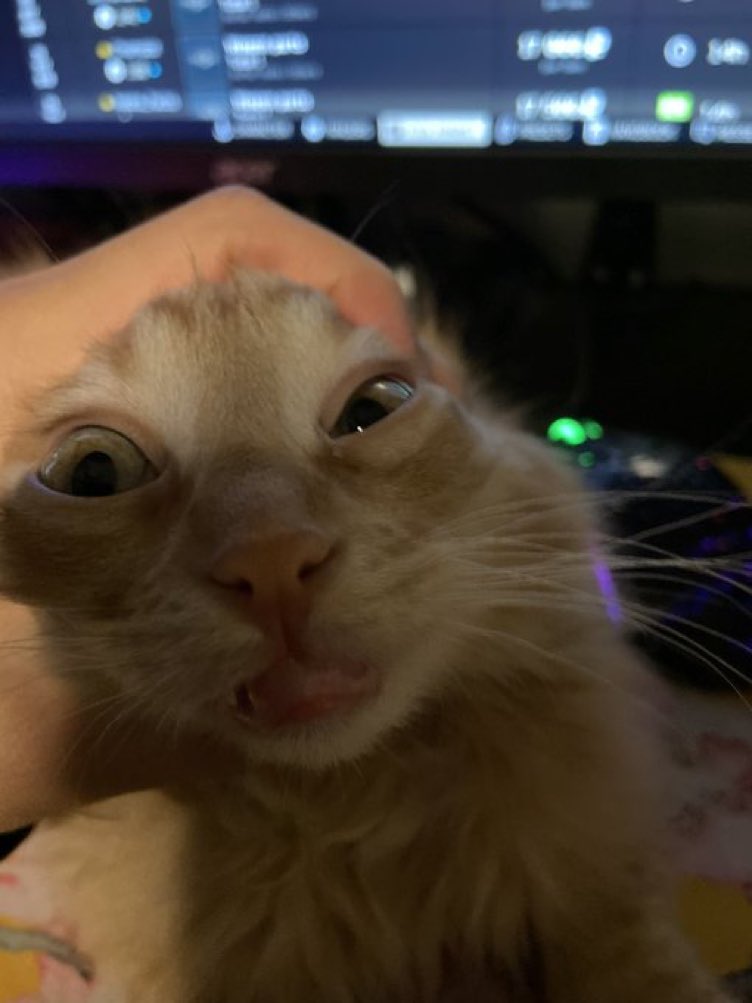 CatsHeld's tweet photo. https://t.co/bhp9KgNfDr