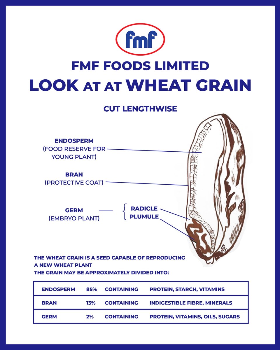 FMFFoods's tweet photo. On this World Flour Day, people across the globe come together to celebrate the significance of this fundamental ingredient in our lives. In honor of this occasion, let's take a closer look at the wheat grain and the wheat-to-flour process at FMF.
#FMF #WorldFlourDay #infographic https://t.co/eC9KYts3X2