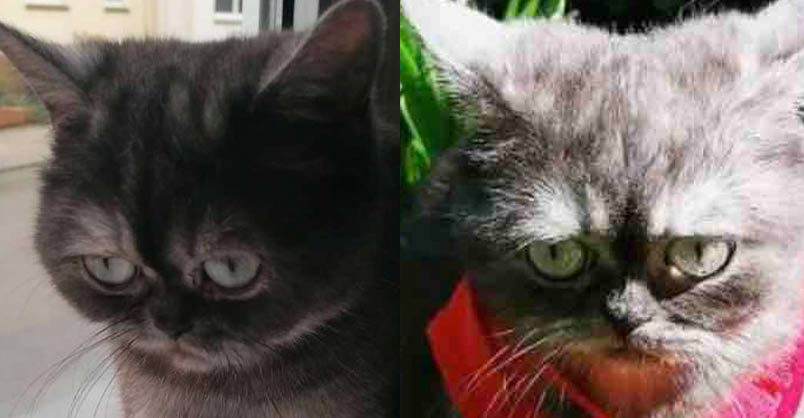 Nobody Wanted This Shelter Cat Because Of Her Grumpy Face
This is the story of a misunderstood kitty that finally found the forever home of her dreams...
CLICK to view > bit.ly/3429cLV?utm_ca…