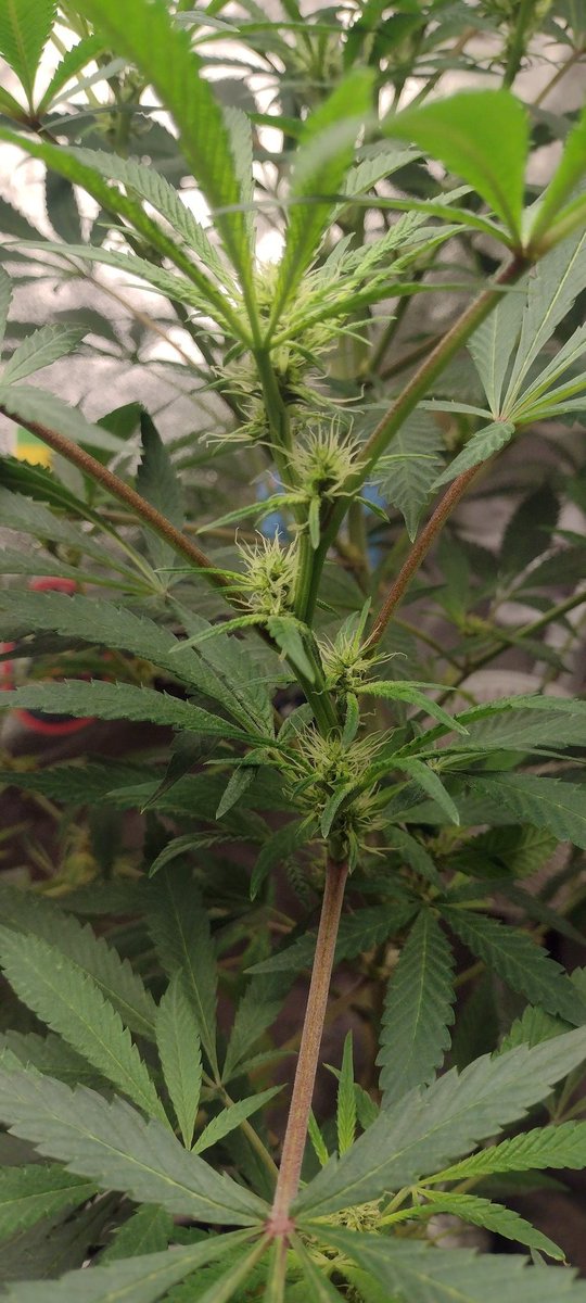 DjVisionaire's tweet photo. @irvineseedco Freakshow cross testers
π‘ @MarsHydroLight #Tsw2000
#SeedTesters #CannabisCommunity #CannabisGrower #Mmemberville #growyourown #MedicalCannabis https://t.co/Qc2hPYVGOc