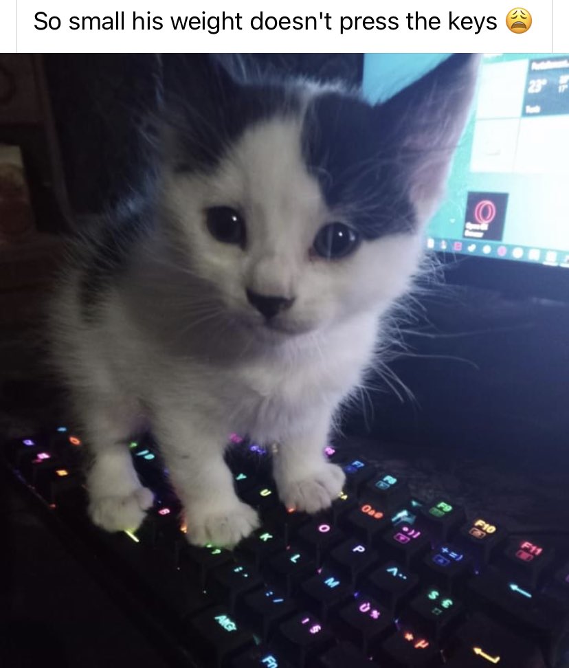 Why you should have a cat (@shouldhavecat) on Twitter photo 