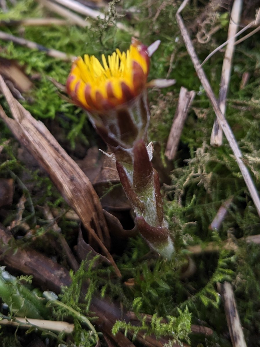 Butterbur (Petasites hybridus) and Coltsfoot (Tussilago farfara). Forge Valley Woods, North Yorkshire #wildflowerhour