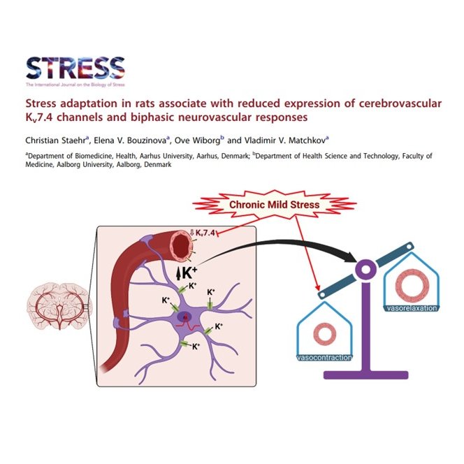 Our recent study reveals a link between #stress #resilience and altered #neurovascular coupling. This may improve our understanding of why some individuals are capable of coping with stress: tandfonline.com/doi/full/10.10…

RT highly appreciated 🫶#MatchkovLab #Kv7 #vascularbiology