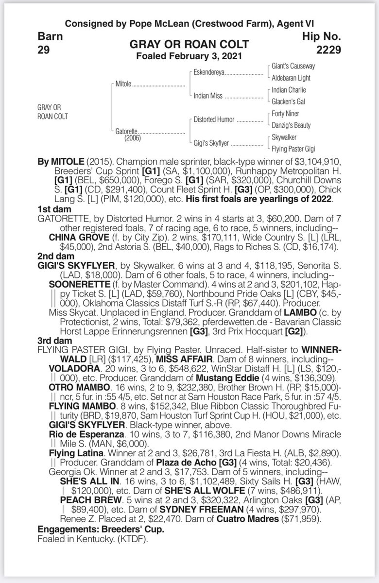 DTMWStables's tweet photo. Our Mitole colt selling on Tuesday @OBSSales Hip 487, and picked out as a yearling by trainer Keith Desormeaux. Walking video: https://t.co/fE3dxgEaPL https://t.co/TPPvHwbcsI
