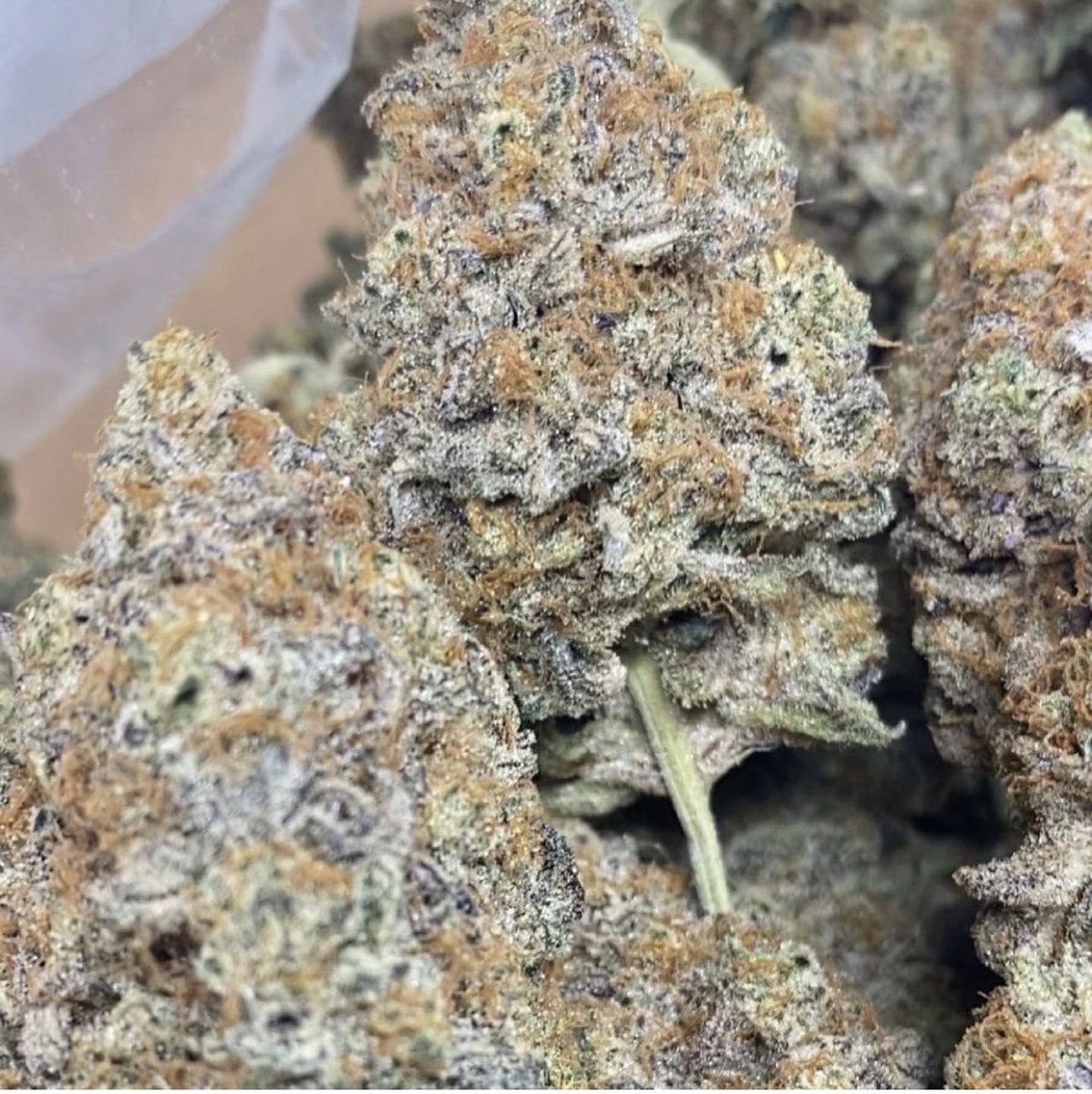 So Damn Jealous Fem - a Greenhand Genetics X Super Seed Co collab using Peanutbutter Jealous and Seattle Soda. 

🥤 💦 🥵

#Greenhand #Superseedco #Mmemberville #Stoner #fourtwenty #THC #Growyourown