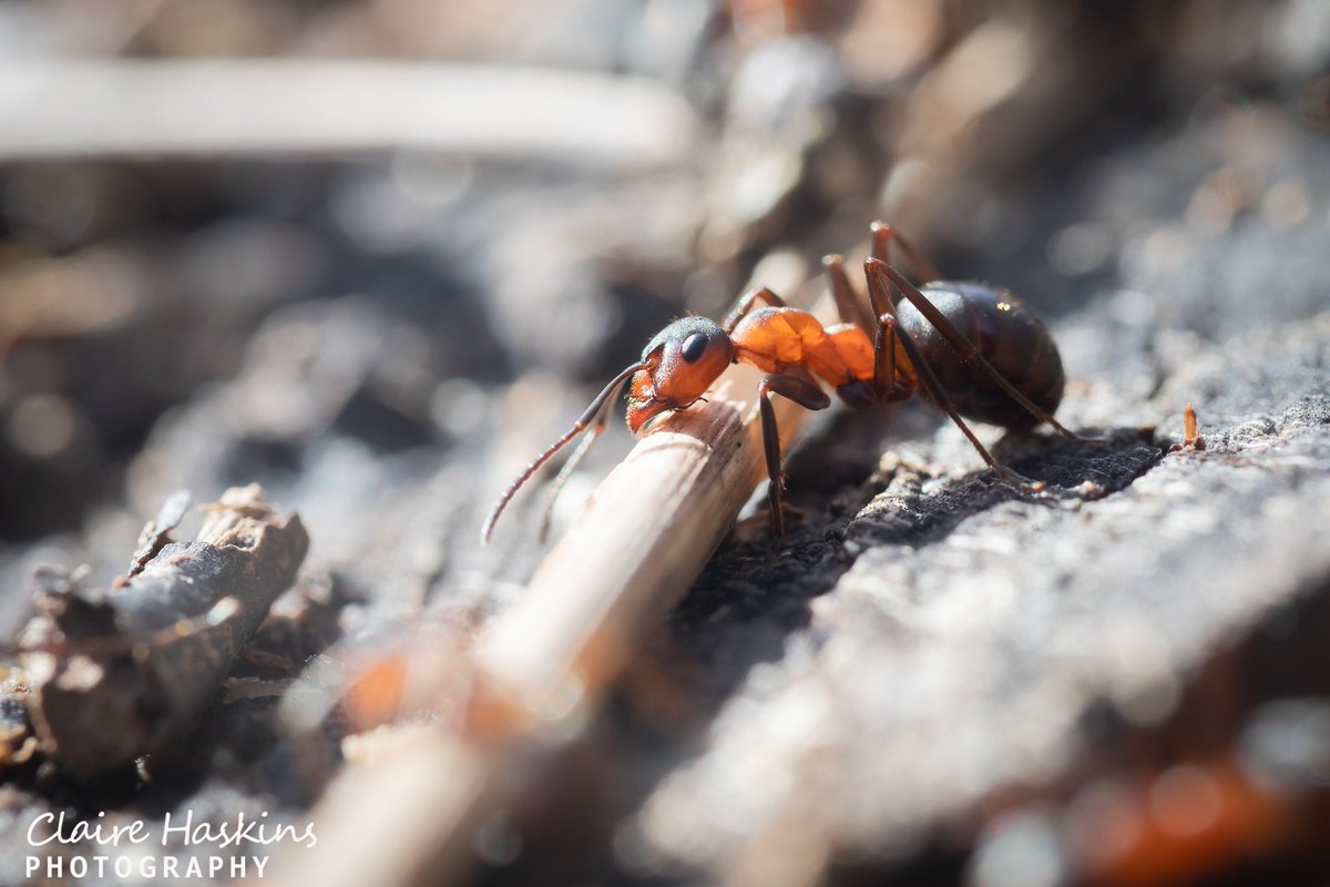 So who was watching Wild Isles earlier and saw the amazing wood ants? This little one was found on Exmoor earlier today at Hawkcombe wood

#ant #woodant #wildisles #bbc #nature #davidattenborough #britishwildlife #macro #insect #somerset #exmoor #exmoornationalpark #westsomerset