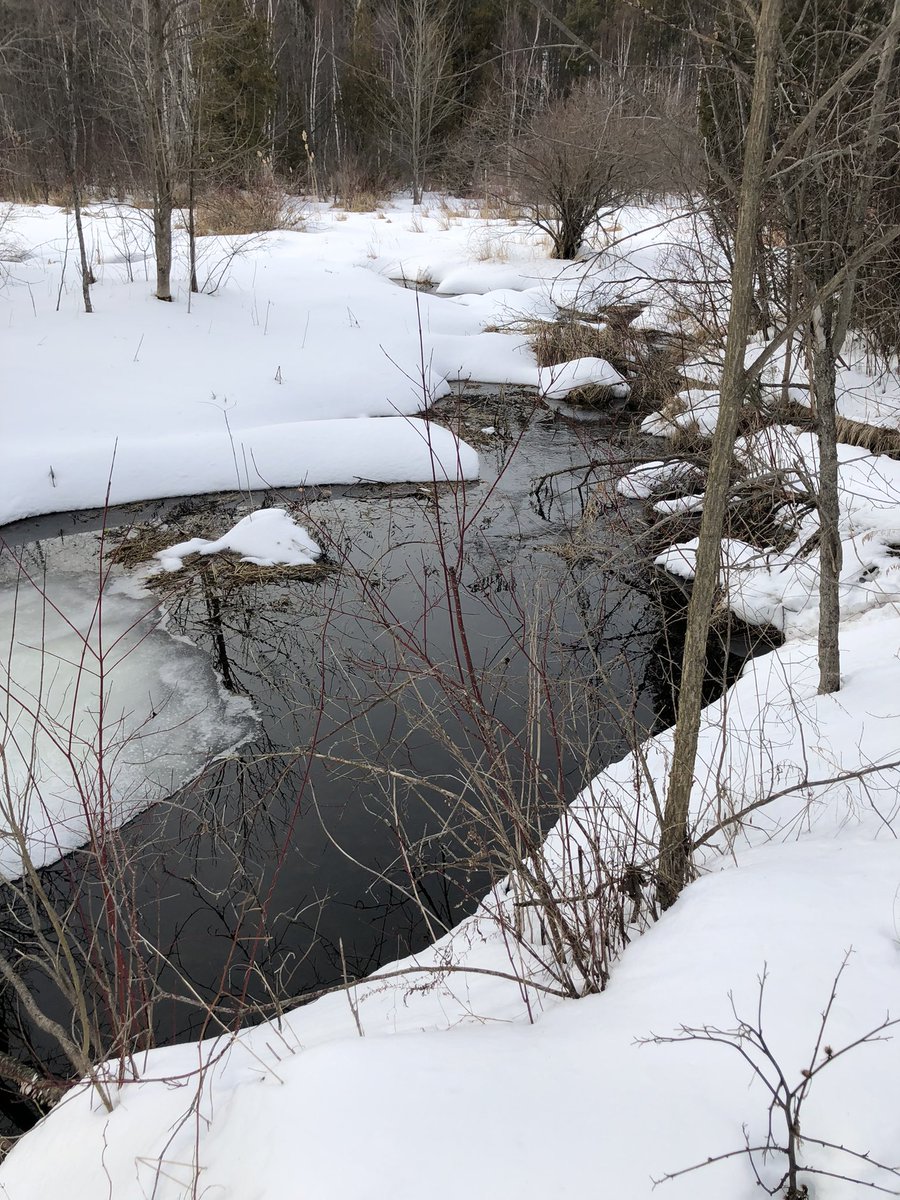 CdnNatureSci's tweet photo. These wetlands in the headwaters of Lake Ontario are getting ready to hold billions of litres of floodwaters in the spring thaw.
When we lose wetlands, we lose this benefit putting people, property &amp; nature at risk. https://t.co/RyEpSRXlPP