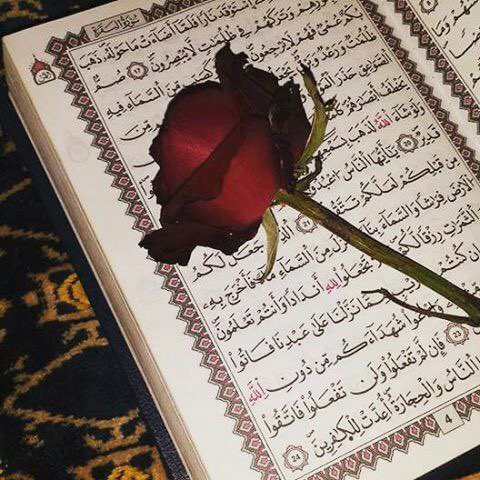 #اليوم_العالمي_للسعاده

القُرآن : هُو جَنة ؛ هُو رفعة ؛ هُو هداية ؛ هُو سَبيل إسعَاد ؛ و دَرب أمان .