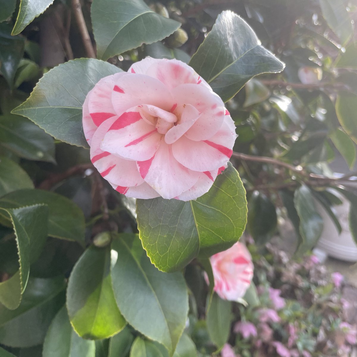 Everything is so… much, lately. At least the flowers can offer beauty in this chaotic world.