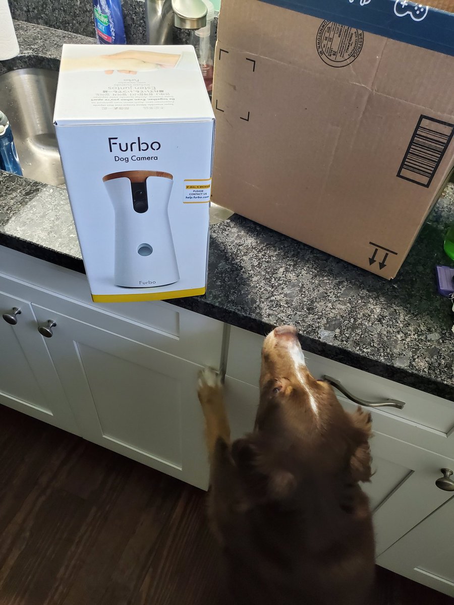 MichelleHeizer's tweet photo. I'm blaming you @lesliefisher 😆🤦‍♀️🐕

At least the small pup seems more receptive to this gadget than the last one 😆 https://t.co/pK48YNTnwZ