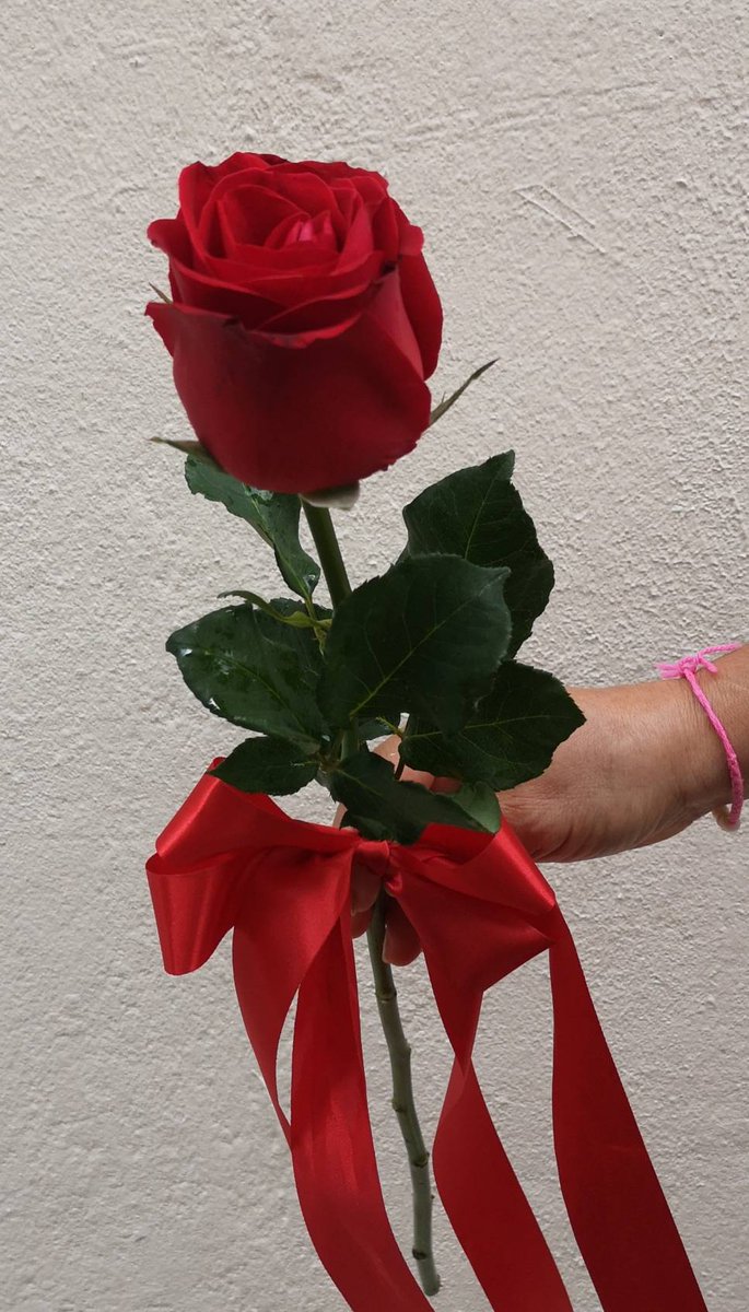 FlowerZoo's tweet photo. 🌹กุหลาบ ดอกเดียว ขอแค่ผูกโบ มาแนว minimalist แม่ค้าทำตามสั่ง  #ดอกไม้ ราคาตามเทศกาล #วันเกิด #ครบรอบ ง้อแฟน  📞0897811452🌸เปิด6โมงเช้าถึง2ทุ่มทุกวันร้านอยู่ #ถนนจันทน์ 55 ใกล้ #AsiaTique #VanillaMoon #IconSiam #TheUp #สาทร #Terminal21 #พระราม3 #บางรัก #สีลม ไลน์ID #FlowerZoo https://t.co/ObqmpC0n3O