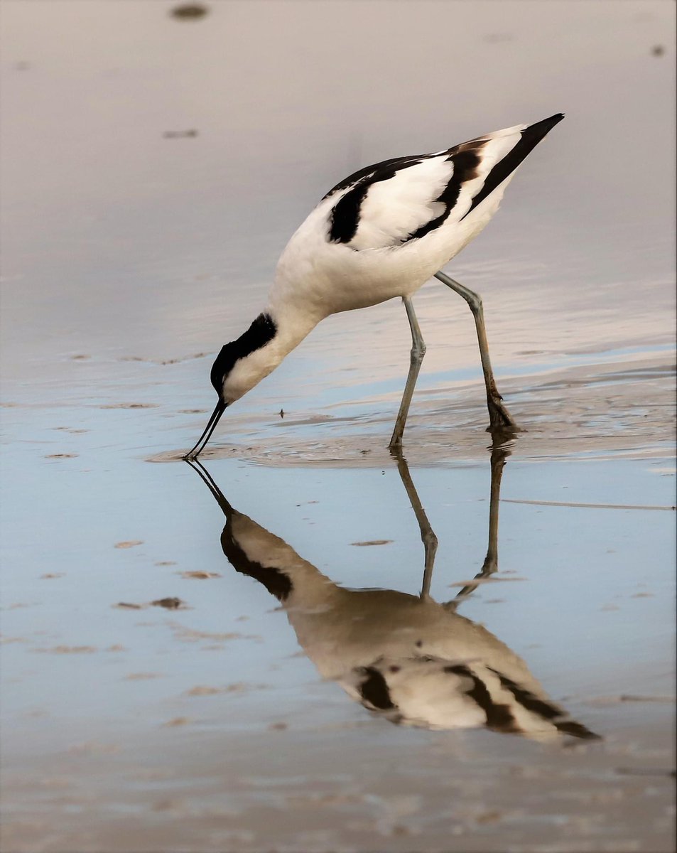 Great views of the avocets on the lagoon today  #wildbrownsea @DWTBrownsea @DWTMarine @harbourbirds  @CountryfileMag @RSPBbirders @Natures_Voice
