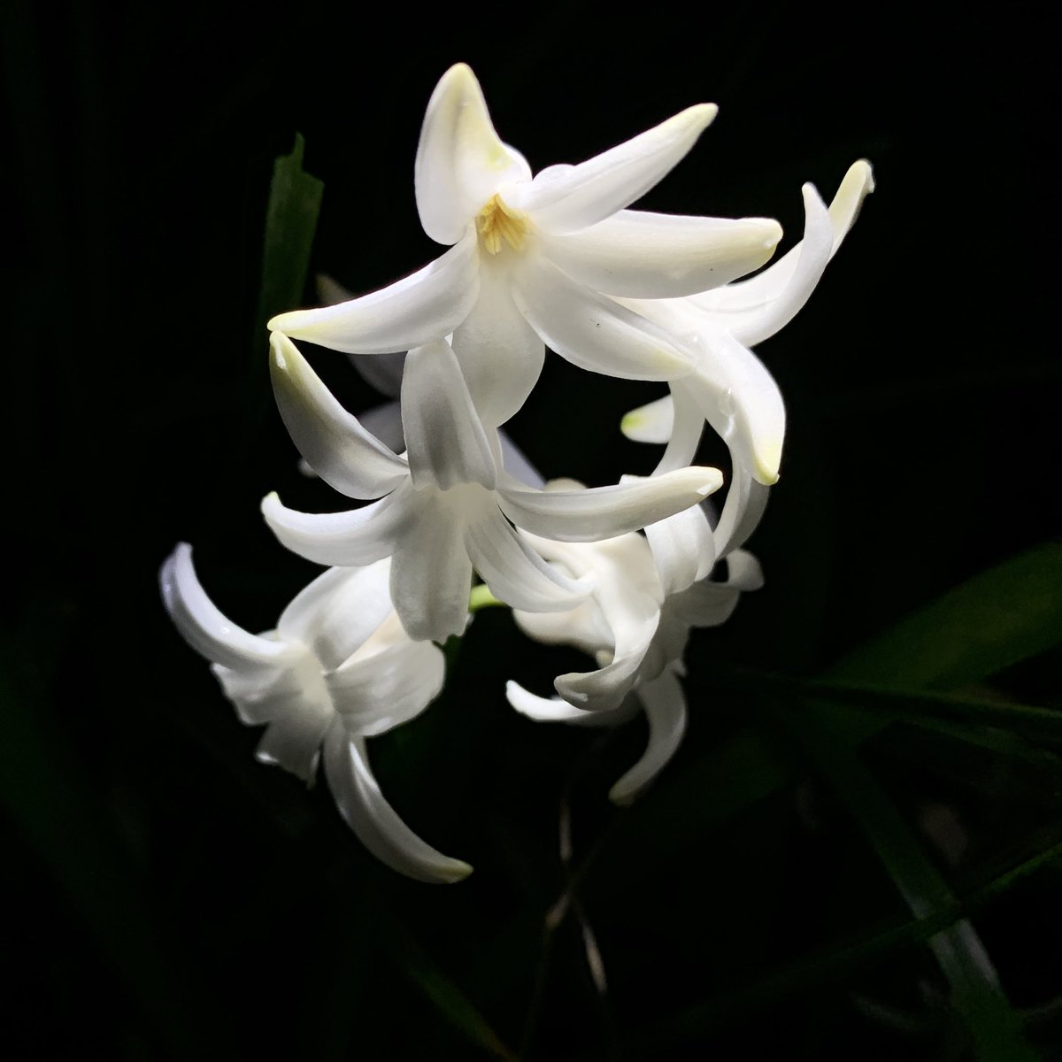 Rhythm is it! (Le sacre du printemps)

#betthupferlbild