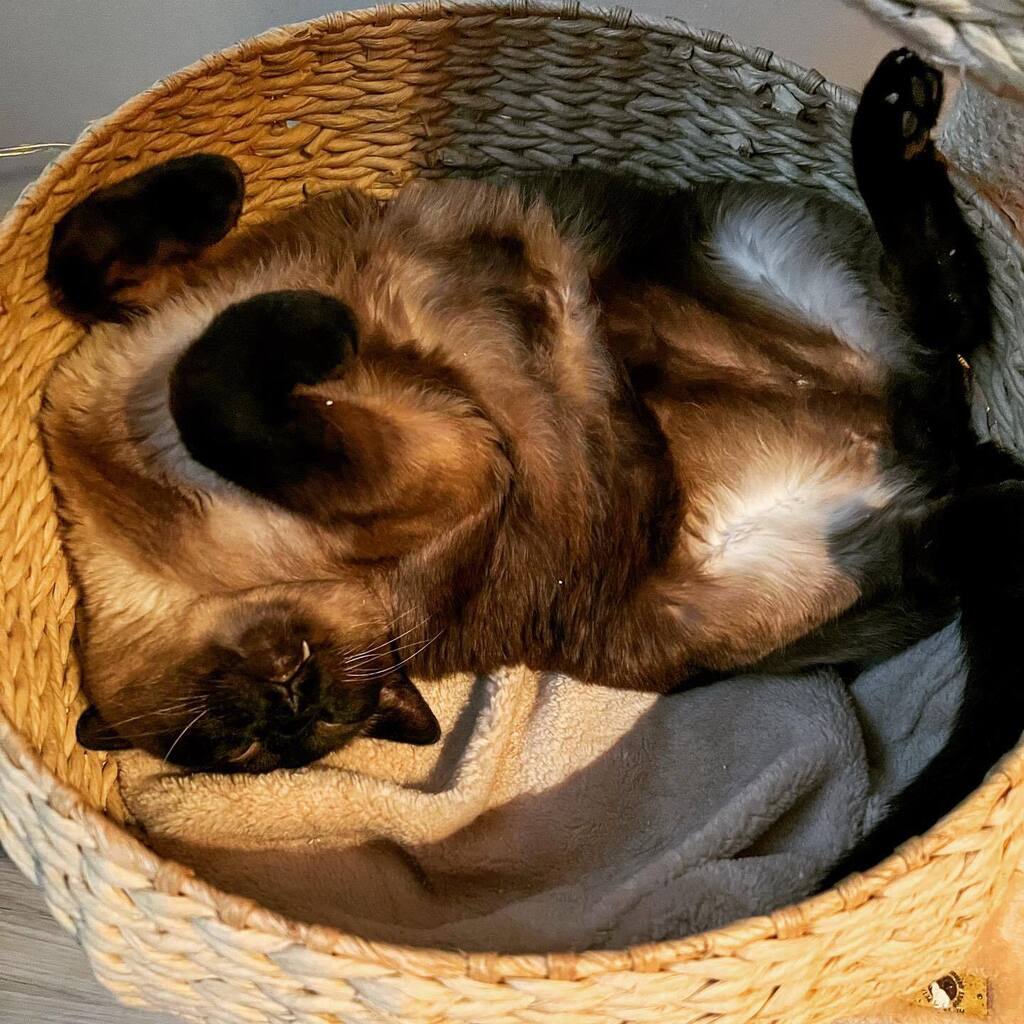 adrndack's tweet image. Louie popping his single fang. Covered in litter. Completely relaxed, of course. #sealpointsiamese #seniorcat #diabeticcat #adirondacklife instagr.am/p/Cp_BaROJP9P/