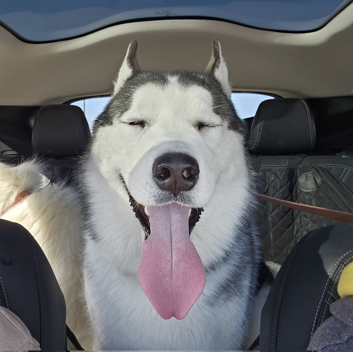 BaseProgression's tweet photo. Such a big tongue https://t.co/cqnQ47a2de