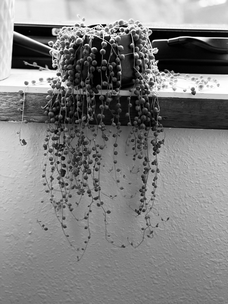 NancyPettit's tweet image. On my windowsill. I have a thing for pearls. I always wear a pearl as a reminder that beautiful things can come about from irritations. Over time the oyster produces a silky smooth gem. #stringofpearls #beautyfromirritations
