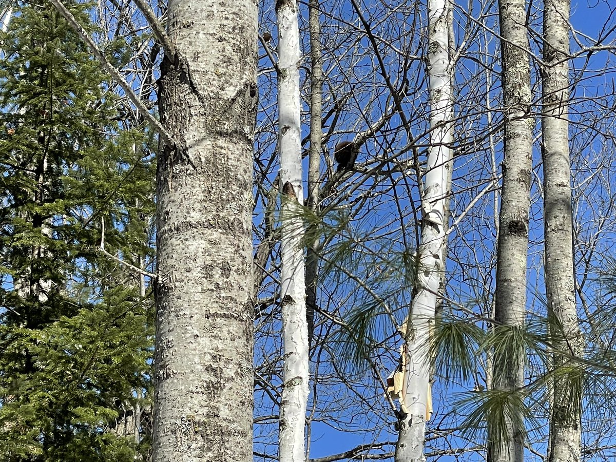 HagenWI's tweet photo. Saw a porcupine while skiing and it made my day 🙂 https://t.co/diy0CSAQaJ