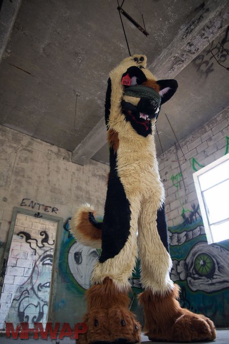 1 pic. RIP DrakeShepp

My first fursuit, showing me the door to a wonderful hobby

Life cut short by