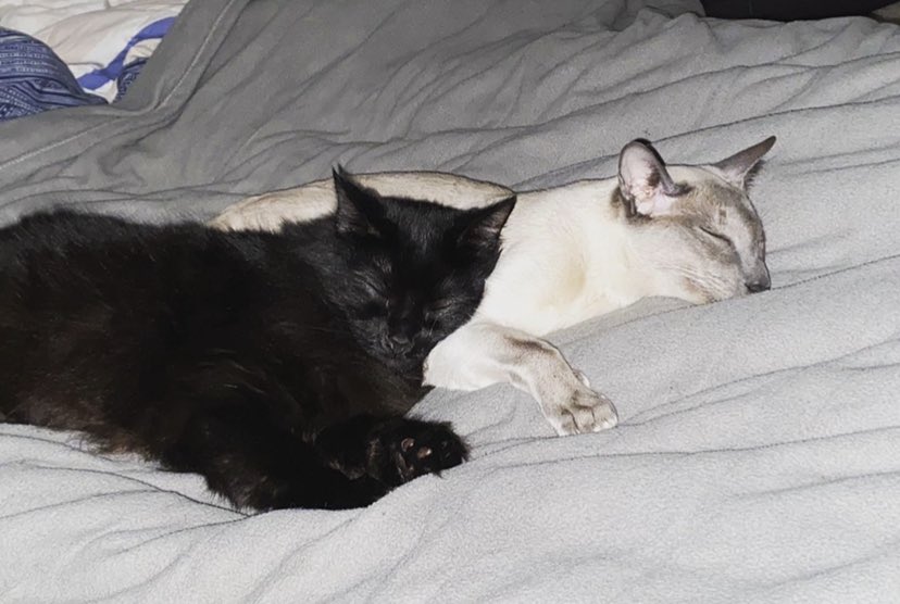 osombu's tweet photo. kitty cat posting time https://t.co/gSBqHMhyx1