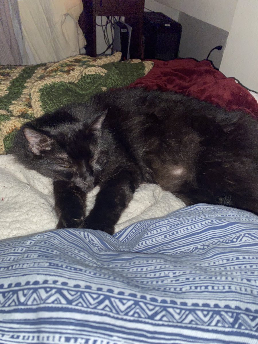 osombu's tweet photo. kitty cat posting time https://t.co/gSBqHMhyx1