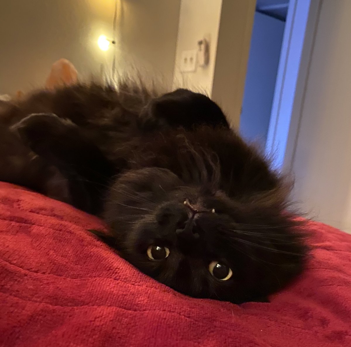 osombu's tweet photo. kitty cat posting time https://t.co/gSBqHMhyx1