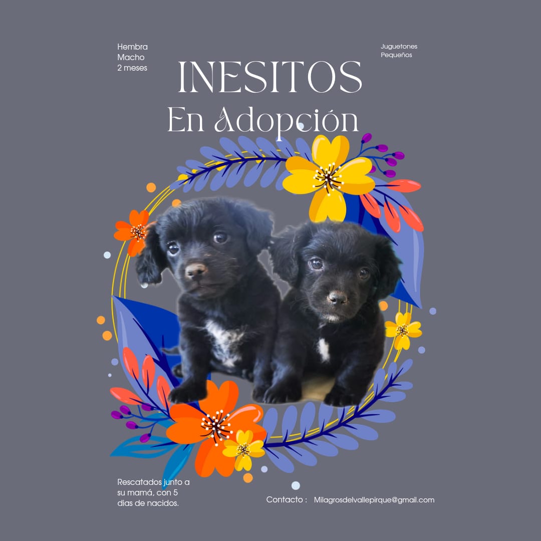 Estas guagüitas están en adopción 😍. Integrados pidan el formulario a milagrosdelvallepirque@gmail.com. por favor RT!