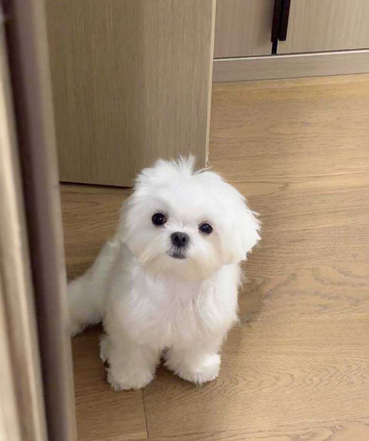 The puppy always heals me easily, what a cute and psychic guy, he is an angel sent by God