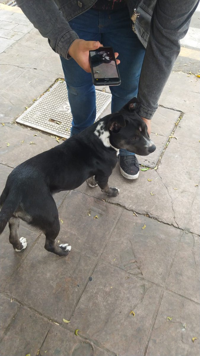 Perrita   extraviada en  <a href="/LaEscandonMx/">La Escandón</a>  <a href="/ApoyoEscandon/">Apoyo Escandon</a>  la persona que  la reporta no la puede  resguardar tiene perro y espacio  reducido

Ayuda  RT   🙏
SIN  COLLAR  

Se busca  dueños