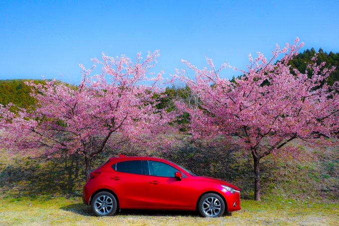 おはようございます☀️桜は綺麗ですが…桜餅、桜茶…桜味は苦手な私です(ｰдｰ)柏餅は大好きです🍀つぶあんのよもぎが最高で