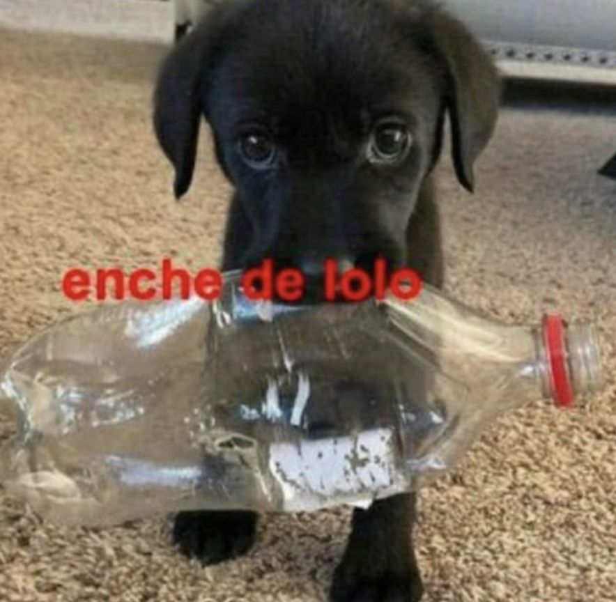 viniculos's tweet photo. Tenho um da raça enche de lolo https://t.co/JUr0WZHmmo